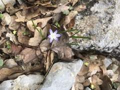 Scilla nana