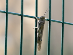 Anacridium aegyptium