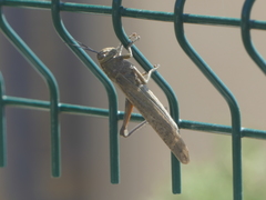 Anacridium aegyptium