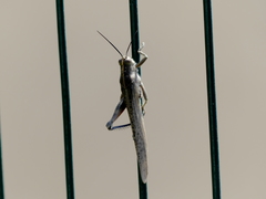 Anacridium aegyptium