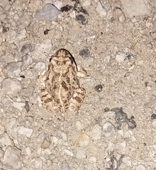 Tomopterna kachowskii