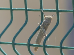 Anacridium aegyptium