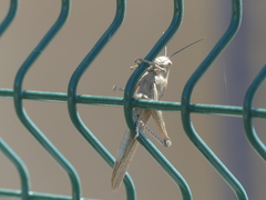 Anacridium aegyptium