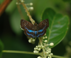 Quadrus contubernalis