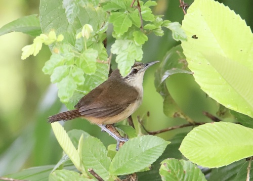 Isthmian Wren (Cantorchilus elutus), photo 10