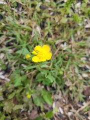 Ranunculus multifidus