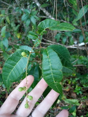 Allophylus crassinervis