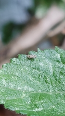 Hemiptera