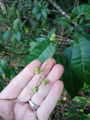 Allophylus crassinervis