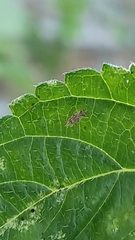 Hemiptera