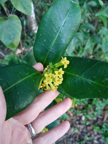 candlewood cestrum (Cestrum citrifolium)