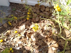 Solanum pimpinellifolium