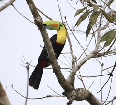 Ramphastos sulfuratus image