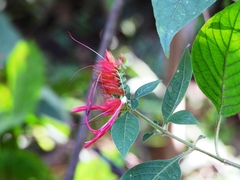 Lepidagathis floribunda
