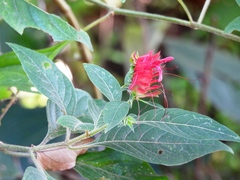 Lepidagathis floribunda