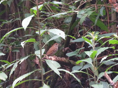 Catharus occidentalis