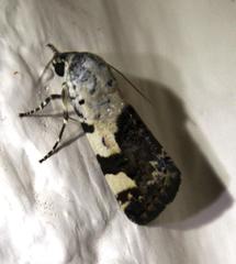 Acontia trychaenoides