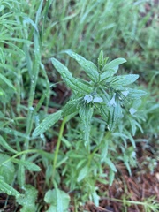 Buglossoides arvensis