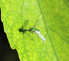 Chrysosoma leucopogon