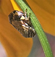 Clastoptera lineatocollis
