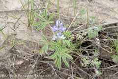 Lupinus pusillus