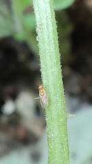 Diptera
