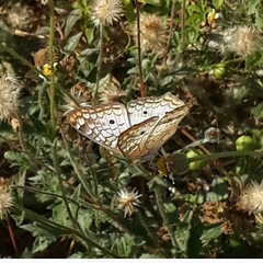 Anartia jatrophae