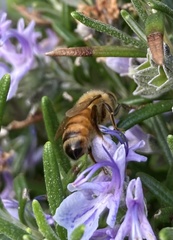 Apis mellifera