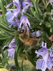 Apis mellifera