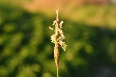 Alopecurus myosuroides