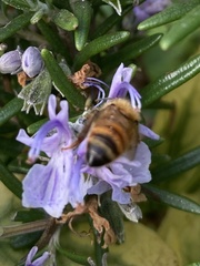 Apis mellifera
