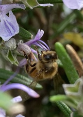 Apis mellifera