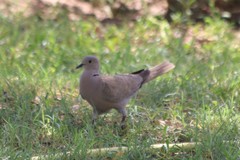 Streptopelia decaocto