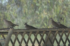 Streptopelia decaocto