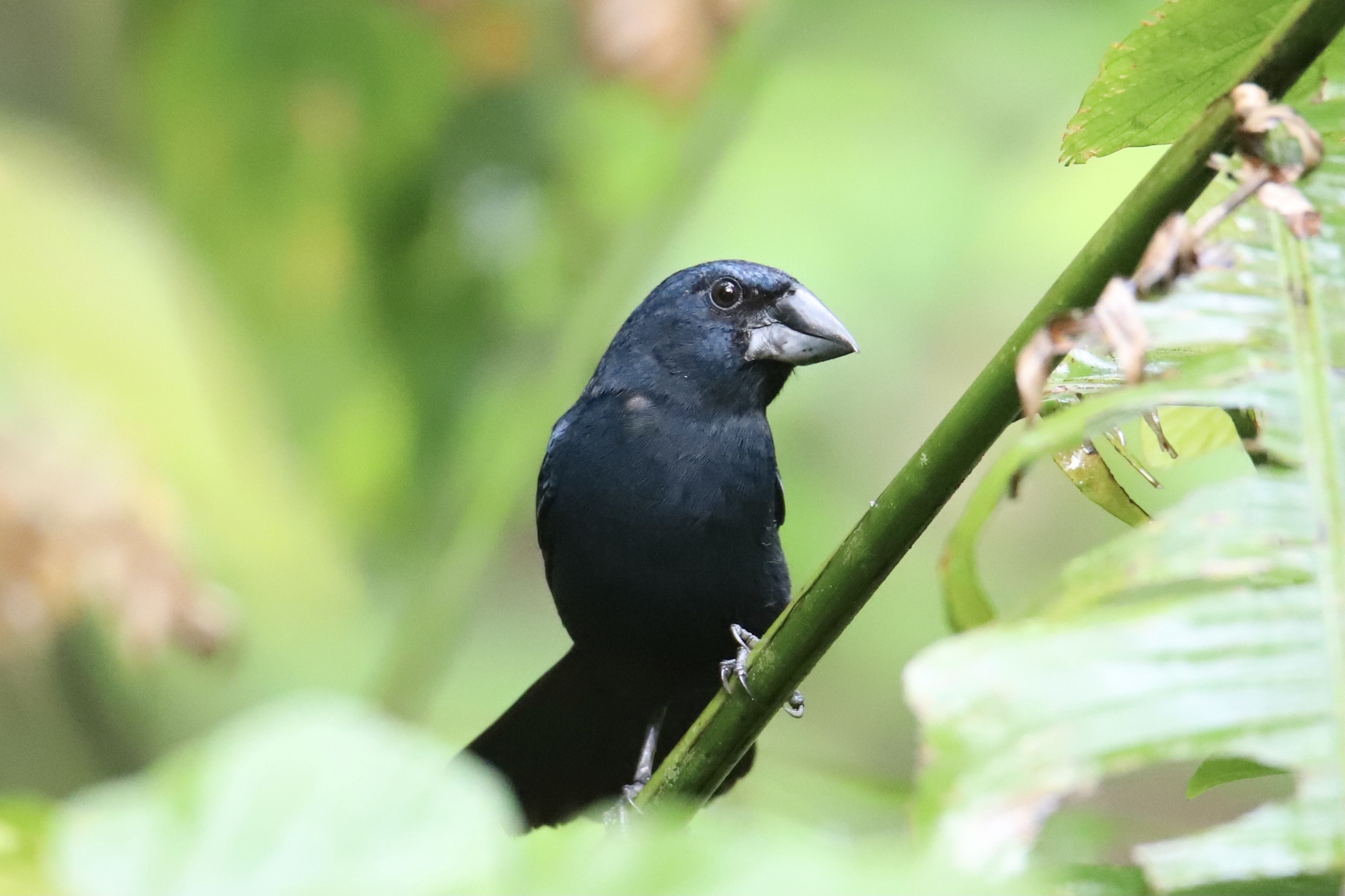 Cyanoloxia cyanoides