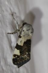 Acontia trychaenoides