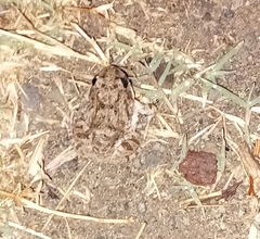 Tomopterna kachowskii