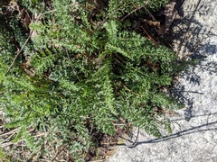 Packera millefolium