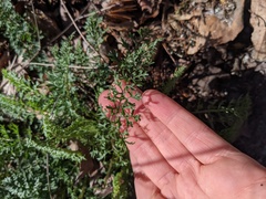 Packera millefolium