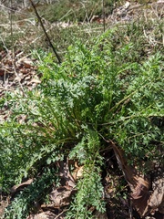 Packera millefolium