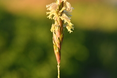 Alopecurus myosuroides