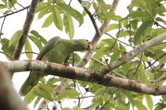 Amazona autumnalis salvini