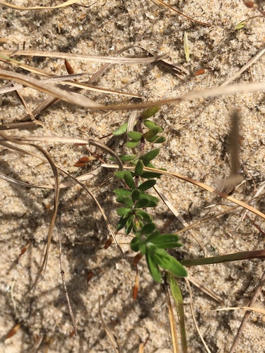 Image of Lechea maritima by (c) harrier, some rights reserved (CC BY)