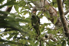Amazona autumnalis salvini