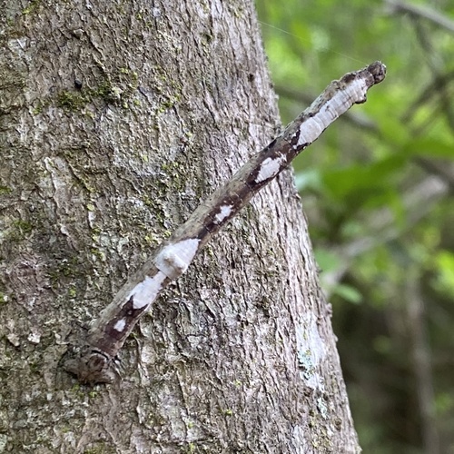 Large Maple Spanworm Moth, Kings Forest Dr, Hockley, TX, US, photo 7 of 10