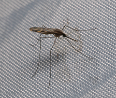 Anopheles franciscanus