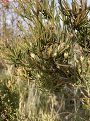 Ephedra chilensis