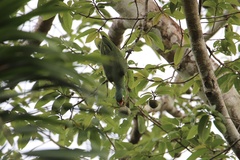 Amazona autumnalis salvini