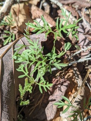 Ambrosia porcheri