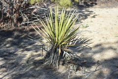 Yucca schidigera